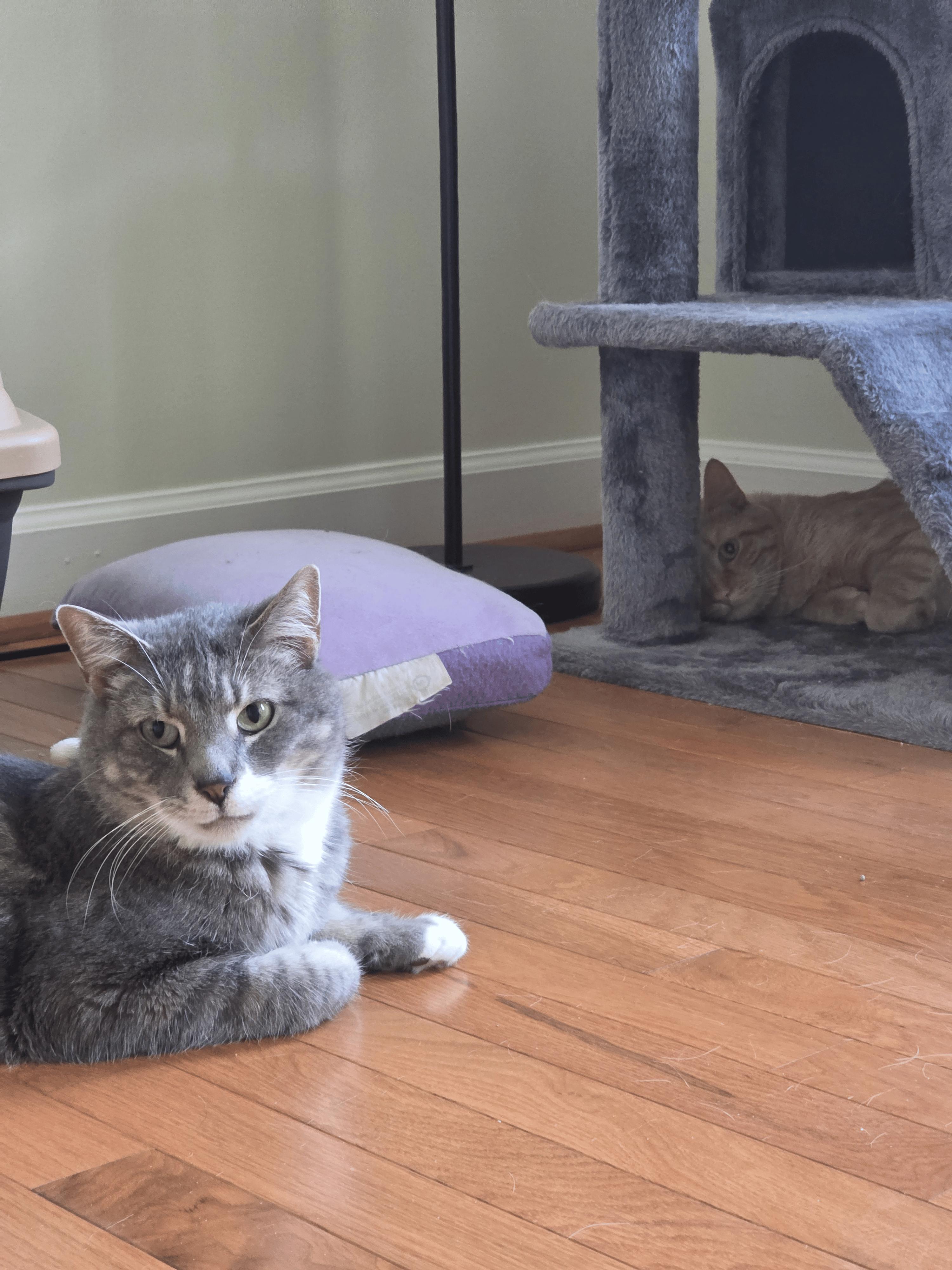 Enlarge Zeus, a Adoptable Domestic Short Hair in Gaithersburg, MD image 1/6