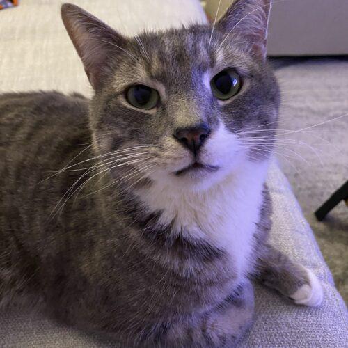 Enlarge Zeus, a Adoptable Domestic Short Hair in Gaithersburg, MD image 3/6