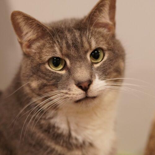 Zeus, Adoptable, Adult Male Domestic Short Hair.