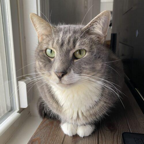 Enlarge Zeus, a Adoptable Domestic Short Hair in Gaithersburg, MD image 4/6