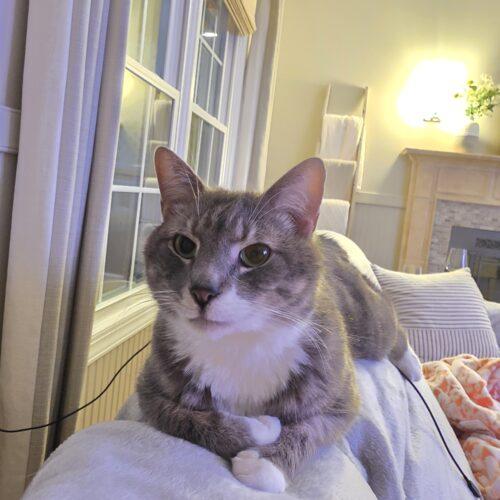 Enlarge Zeus, a Adoptable Domestic Short Hair in Gaithersburg, MD image 2/5