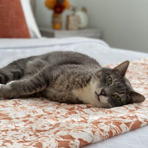 Enlarge Zeus, a Adoptable Domestic Short Hair in Gaithersburg, MD image 3/5
