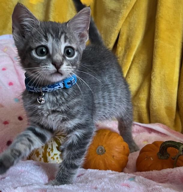 Enlarge Marco, a Adoptable Domestic Short Hair in Washington, DC image 1/4