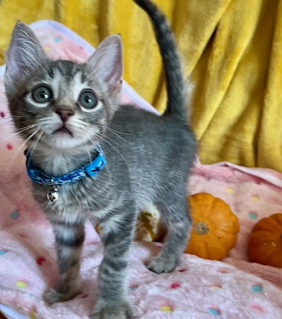 Enlarge Marco, a Adoptable Domestic Short Hair in Washington, DC image 2/4