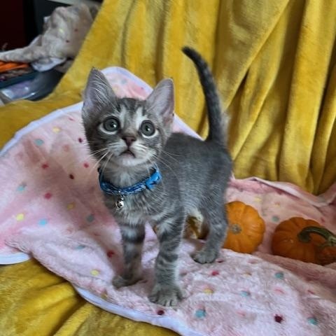 Enlarge Marco, a Adoptable Domestic Short Hair in Washington, DC image 3/4