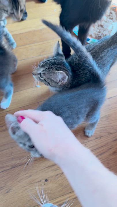 Enlarge Marco, a Adoptable Domestic Short Hair in Washington, DC video 4/4