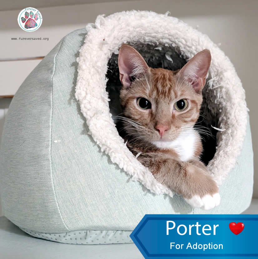 Enlarge Porter, a Adoptable Domestic Short Hair in Miami, FL image 3/6