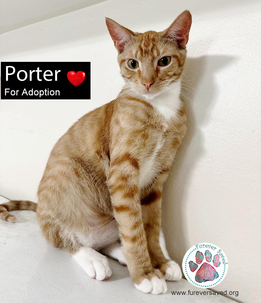 Enlarge Porter, a Adoptable Domestic Short Hair in Miami, FL image 4/6
