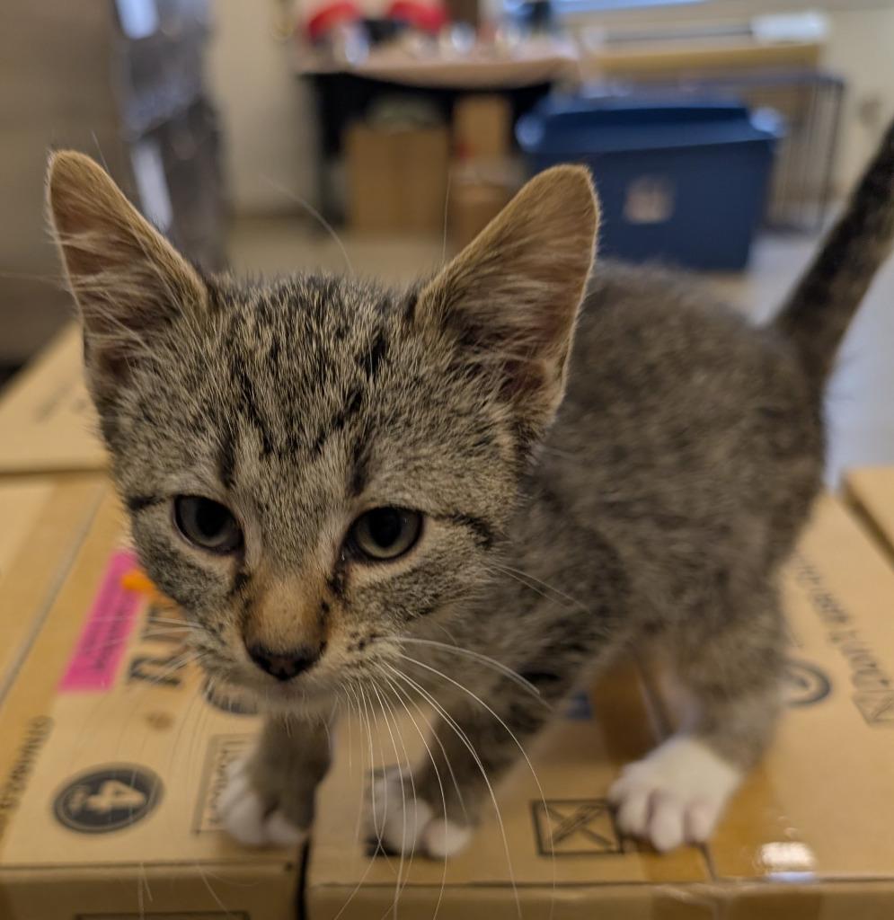 Earth, Adoptable, Kitten Male Domestic Short Hair.