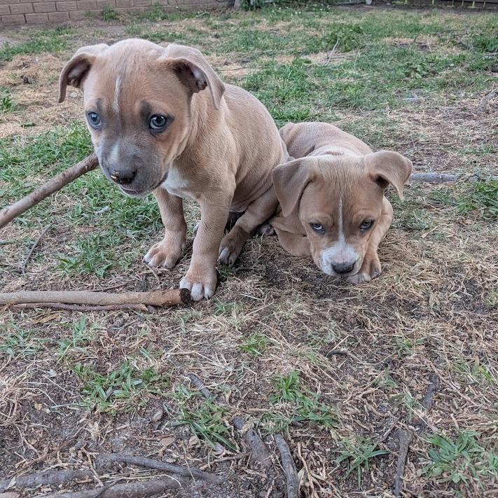 Gravy, Adoptable, Puppy Female Boxer & Mixed Breed.