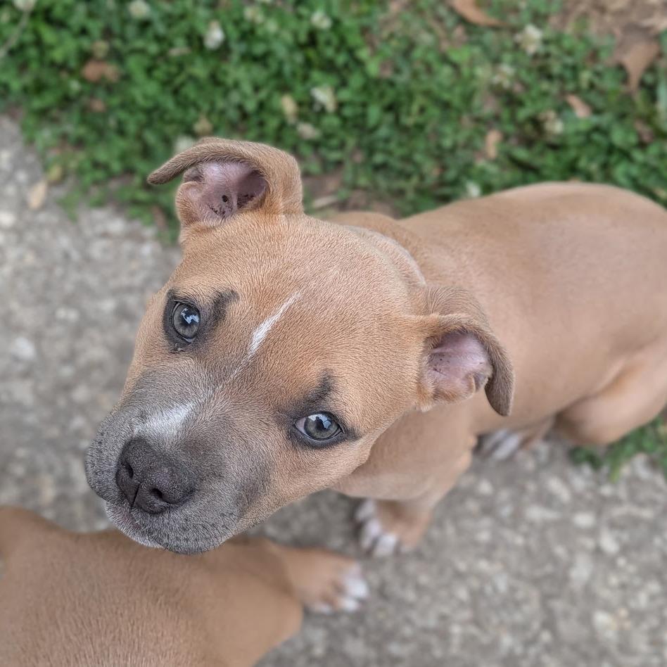 Gravy, Adoptable, Puppy Female Boxer & Mixed Breed.