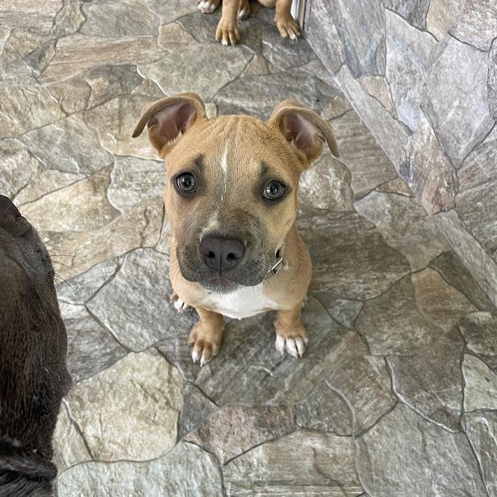 Gravy, Adoptable, Puppy Female Boxer & Mixed Breed.