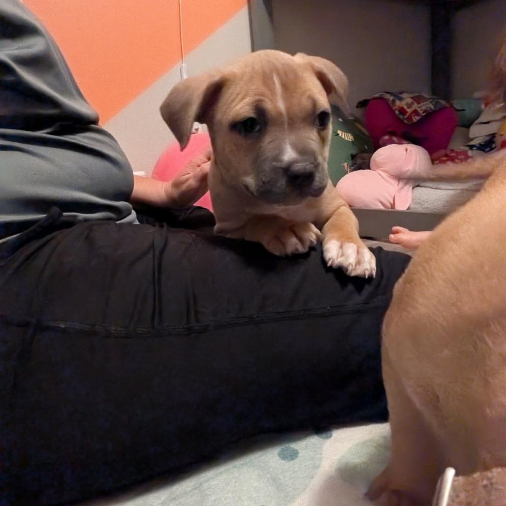 Enlarge Gravy, a Adoptable mixed breed in North Charleston, SC image 3/6