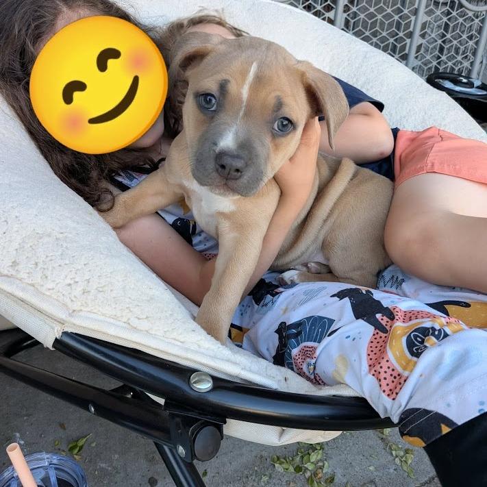 Enlarge Gravy, a Adoptable mixed breed in North Charleston, SC image 4/6