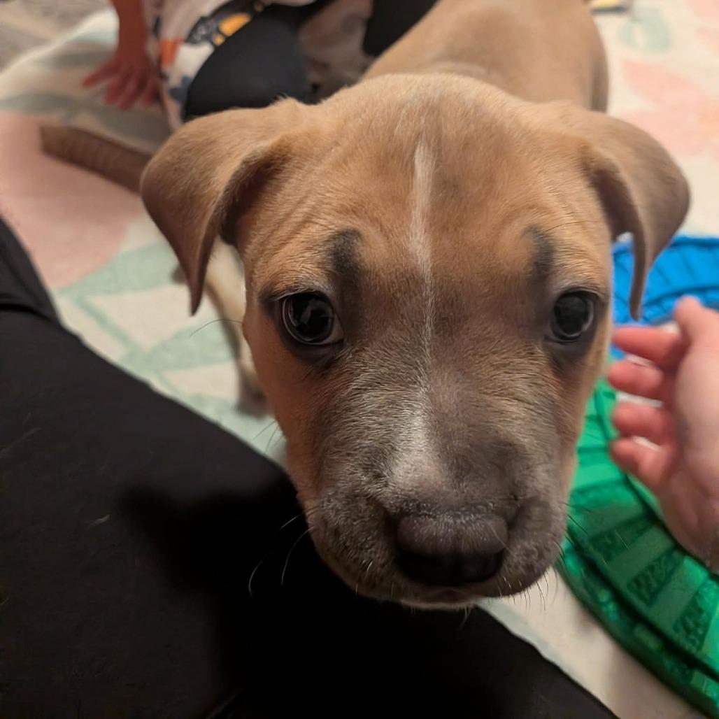 Enlarge Gravy, a Adoptable mixed breed in North Charleston, SC image 5/6