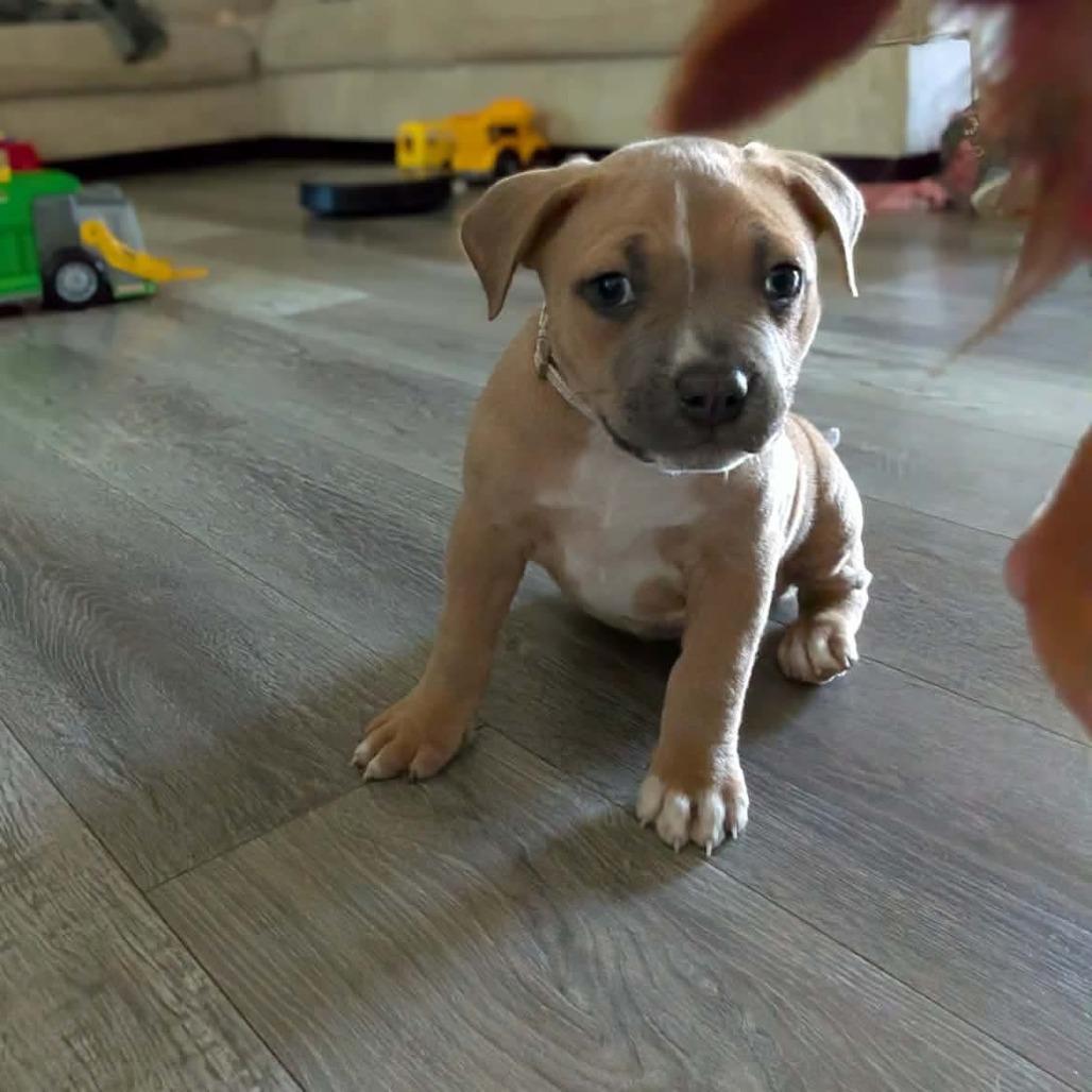 Enlarge Gravy, a Adoptable mixed breed in North Charleston, SC image 6/6