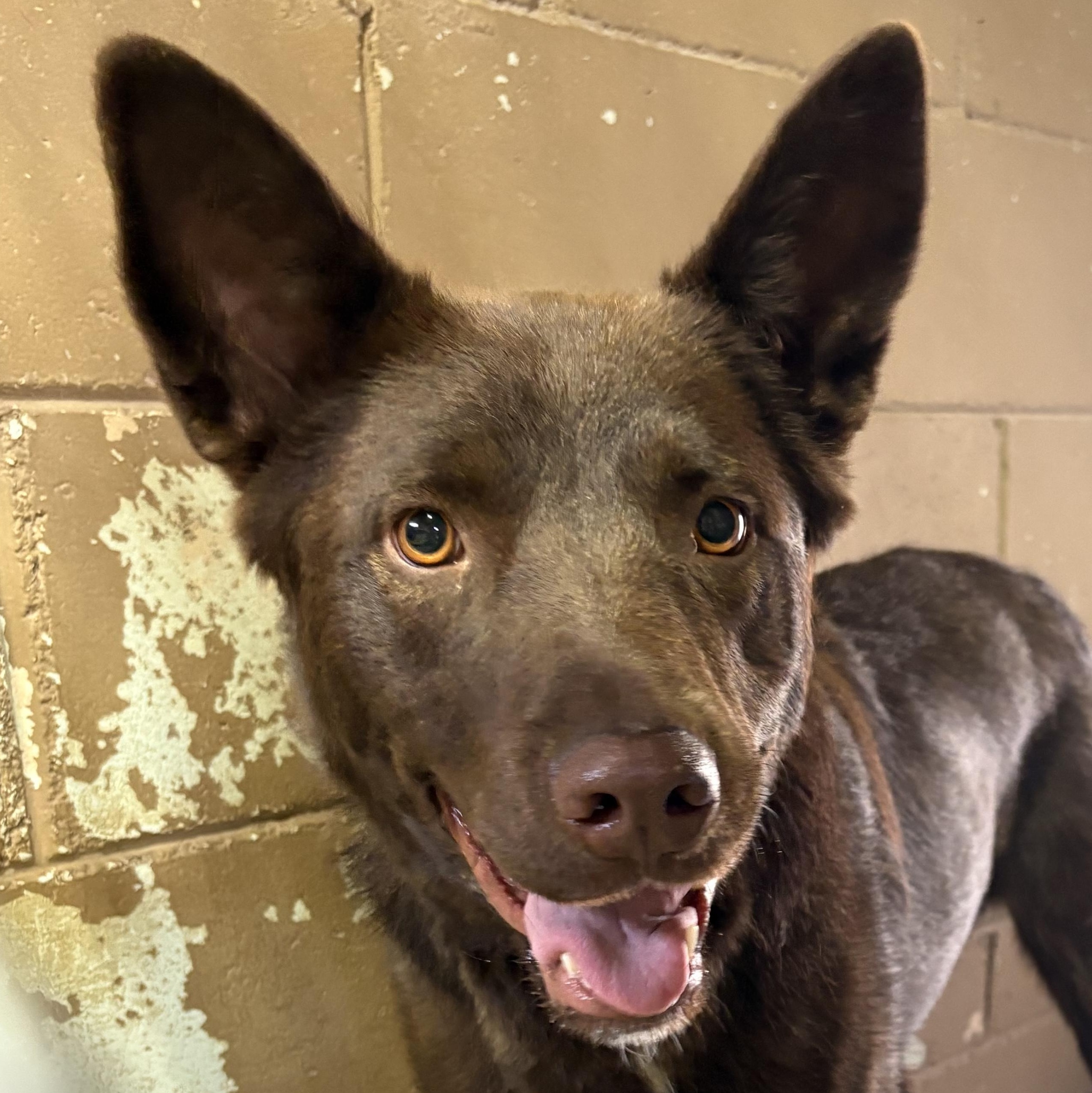 Matokie, Adult Female Australian Kelpie