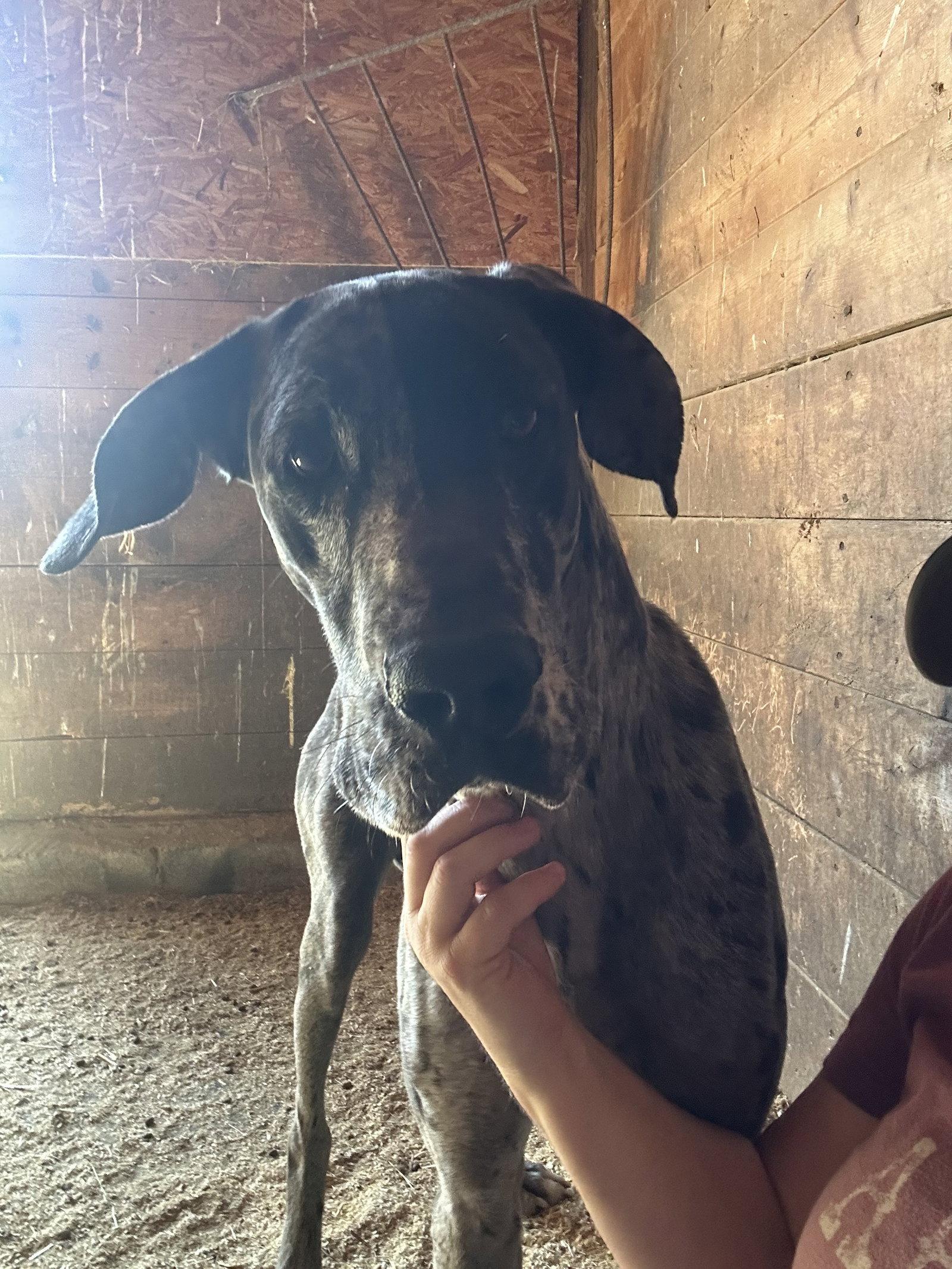 Enlarge Senneca, a Adopted Great Dane in Mouth Of Wilson, VA image 1/3