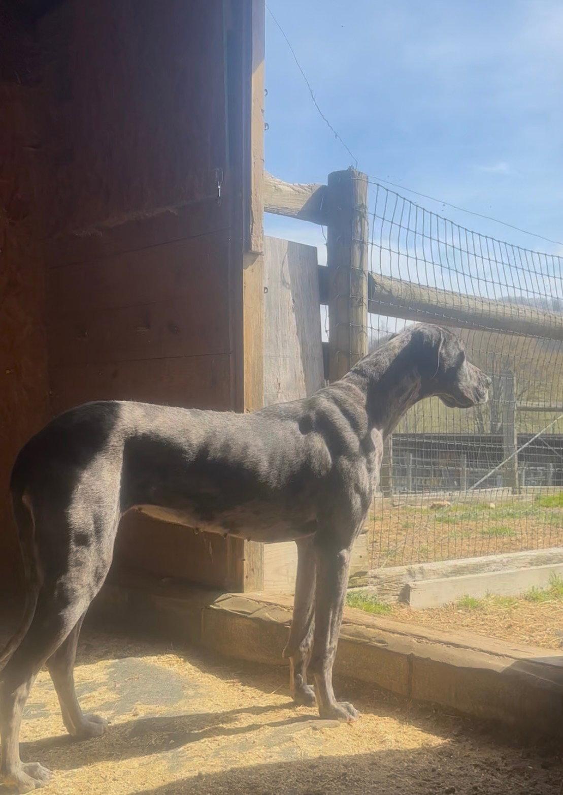 Enlarge Senneca, a Adopted Great Dane in Mouth Of Wilson, VA image 2/3