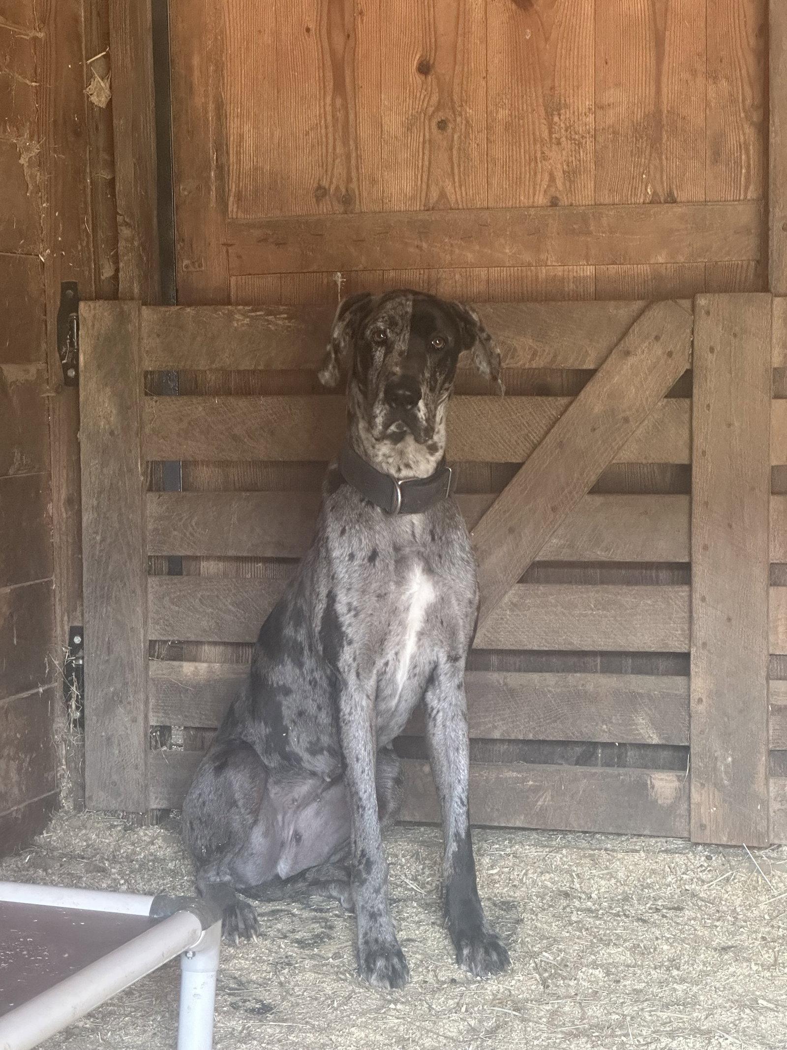 Enlarge Senneca, a Adopted Great Dane in Mouth Of Wilson, VA image 3/3