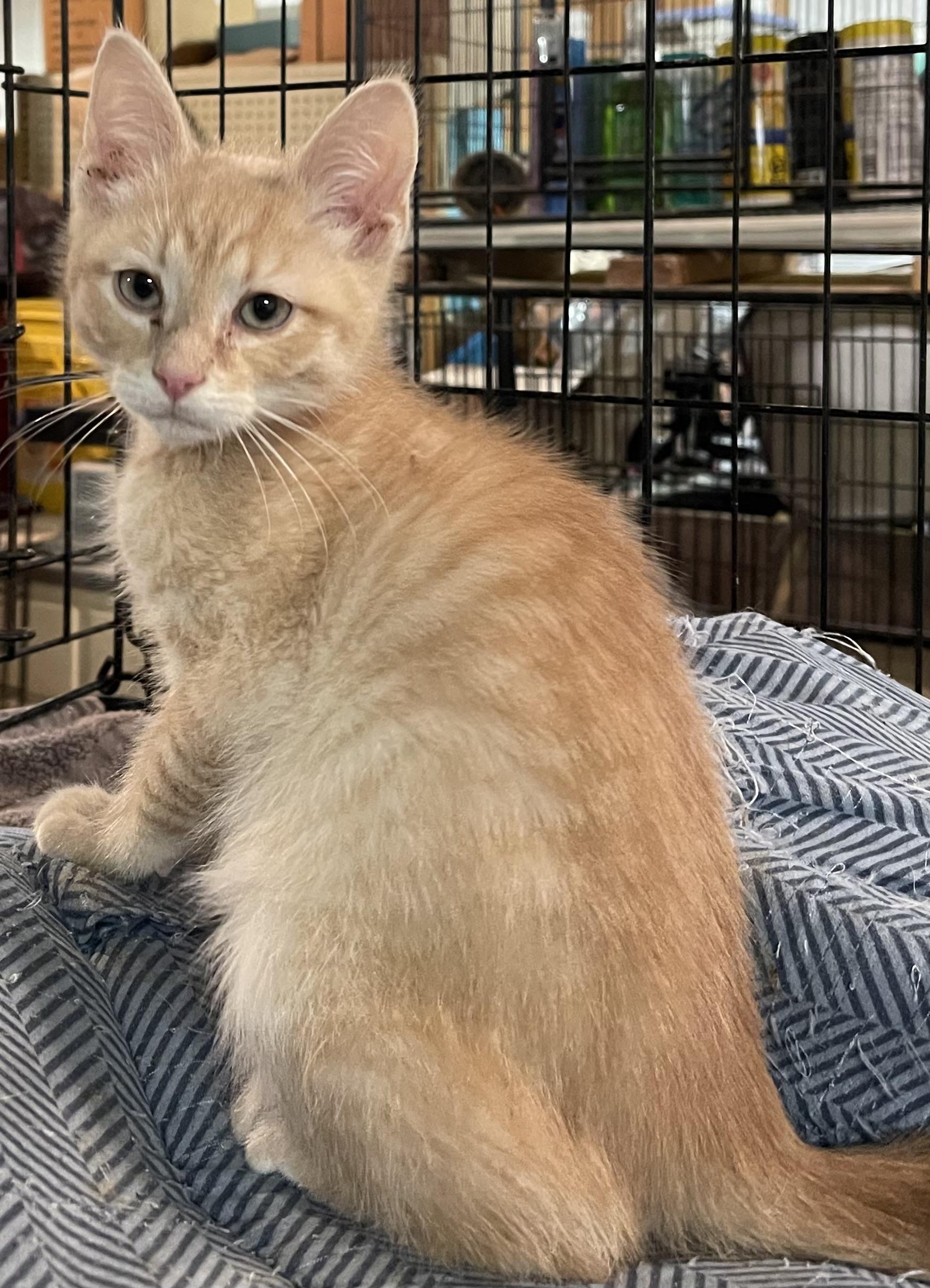 Enlarge Liam, an adopted Domestic Short Hair in Roachdale, IN image 3/3