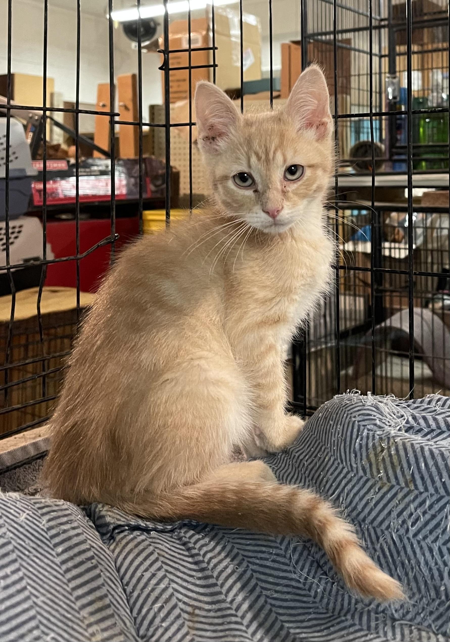 Enlarge Liam, an adopted Domestic Short Hair in Roachdale, IN image 1/3