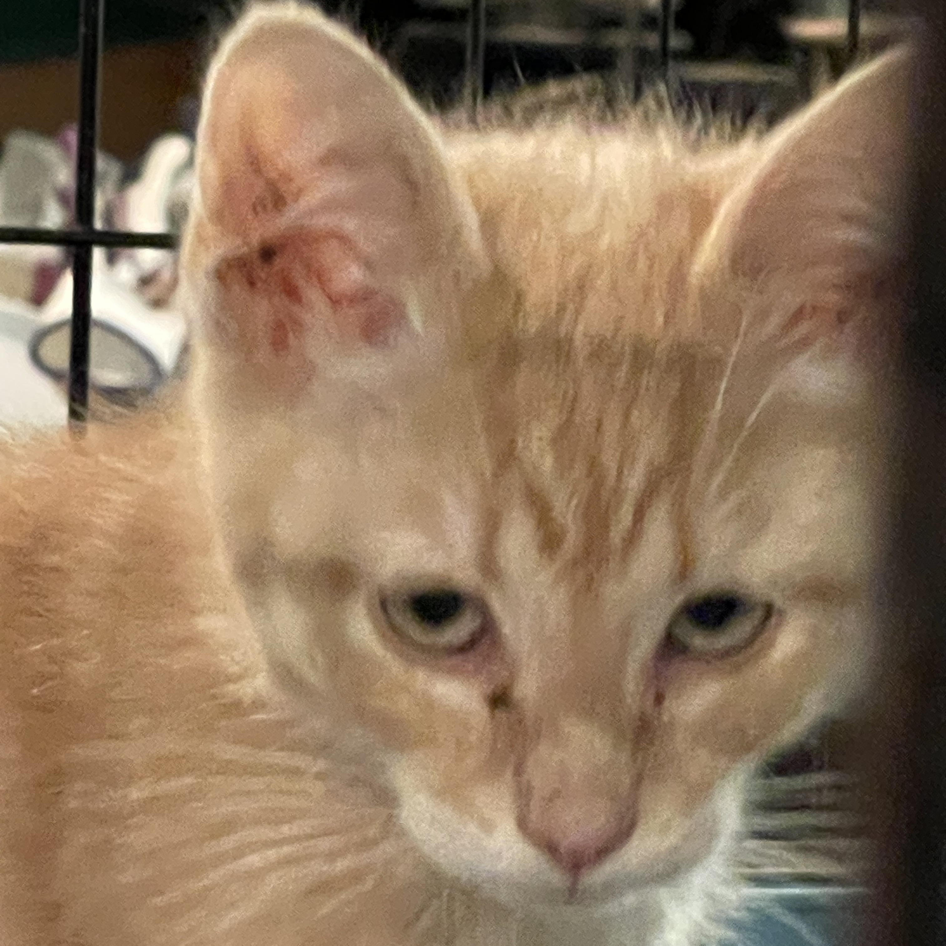 Enlarge Liam, an adopted Domestic Short Hair in Roachdale, IN image 2/3