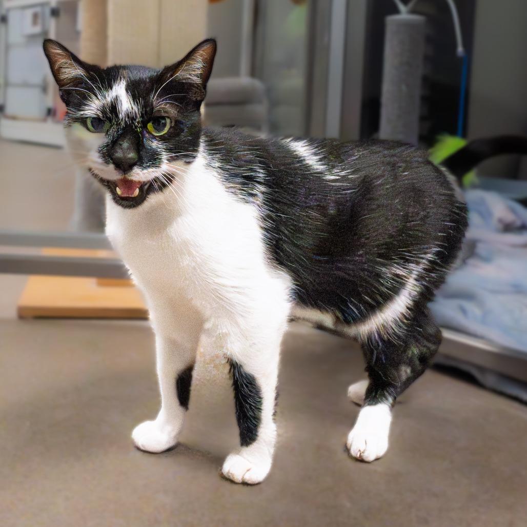 Enlarge Kolaczky, a Adoptable mixed breed in South Elgin, IL image 1/6