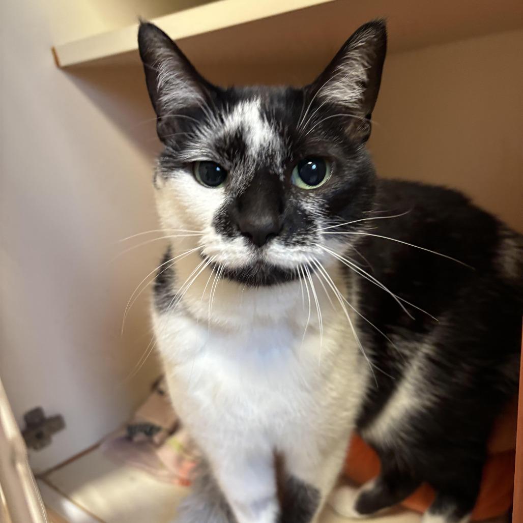 Enlarge Kolaczky, a Adoptable mixed breed in South Elgin, IL image 2/6