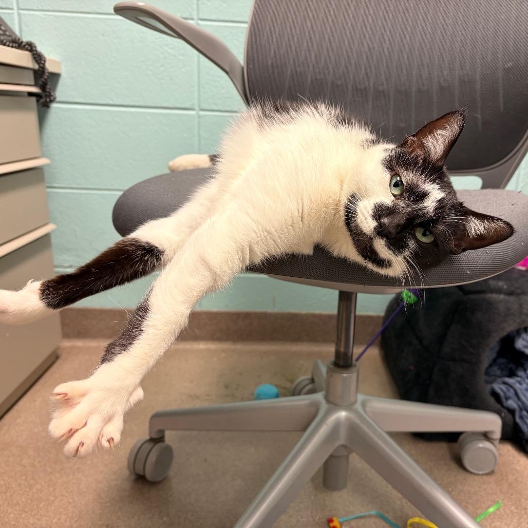 Enlarge Kolaczky, a Adoptable mixed breed in South Elgin, IL image 3/6