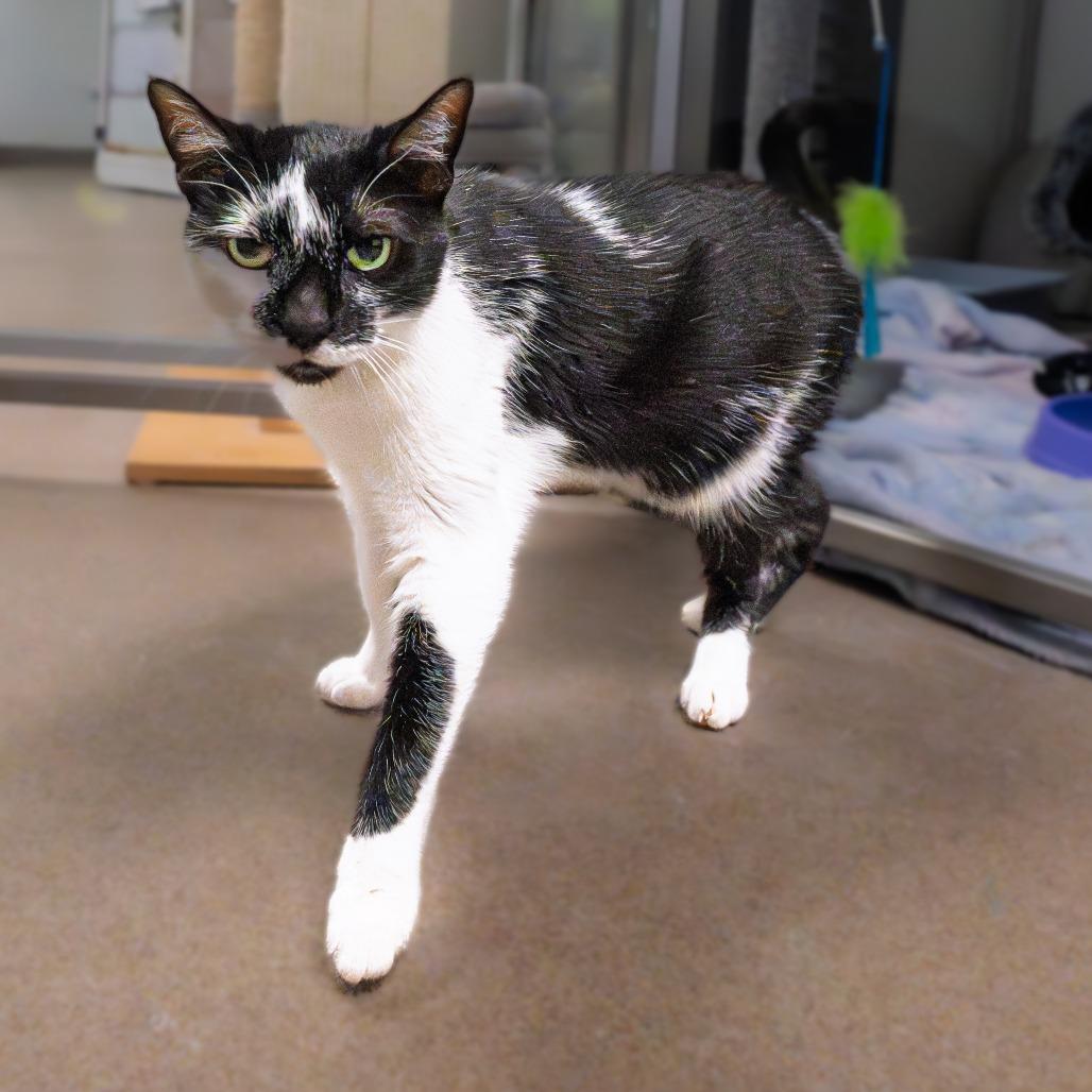 Enlarge Kolaczky, a Adoptable mixed breed in South Elgin, IL image 4/6