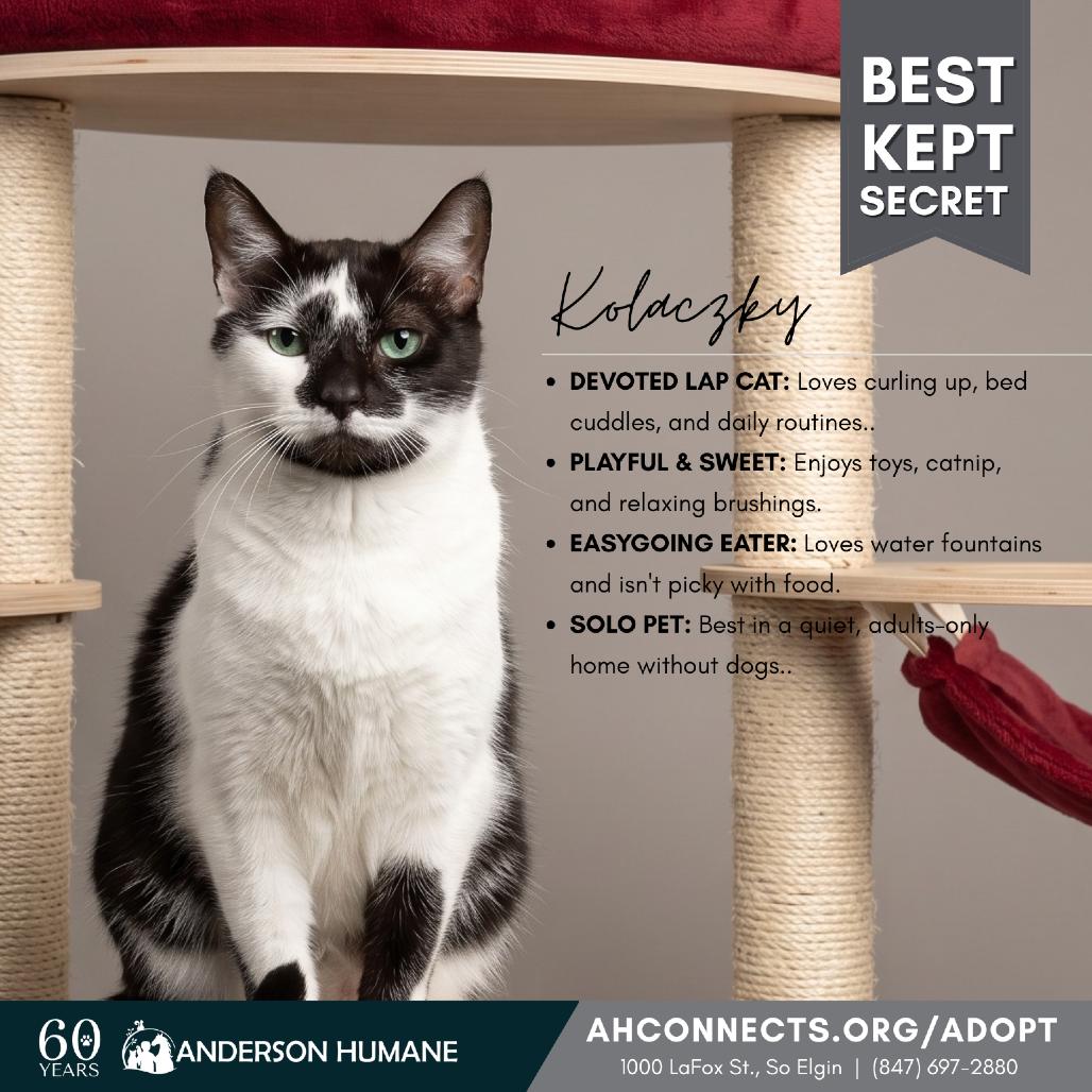 Kolaczky, a Adoptable mixed breed in South Elgin, IL image 4/6