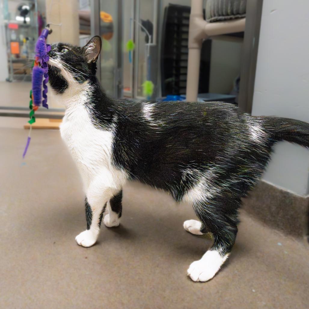 Enlarge Kolaczky, a Adoptable mixed breed in South Elgin, IL image 5/6