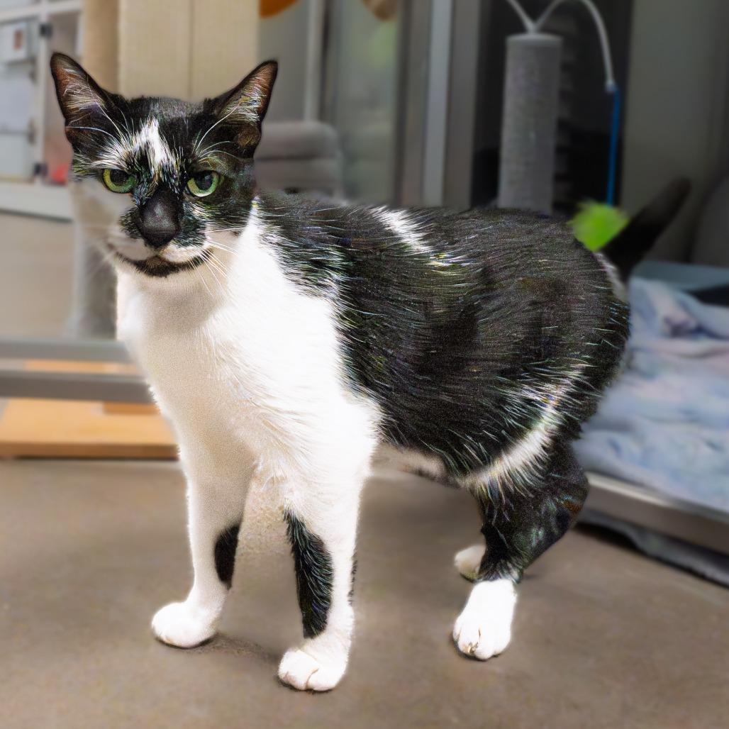 Enlarge Kolaczky, a Adoptable mixed breed in South Elgin, IL image 6/6