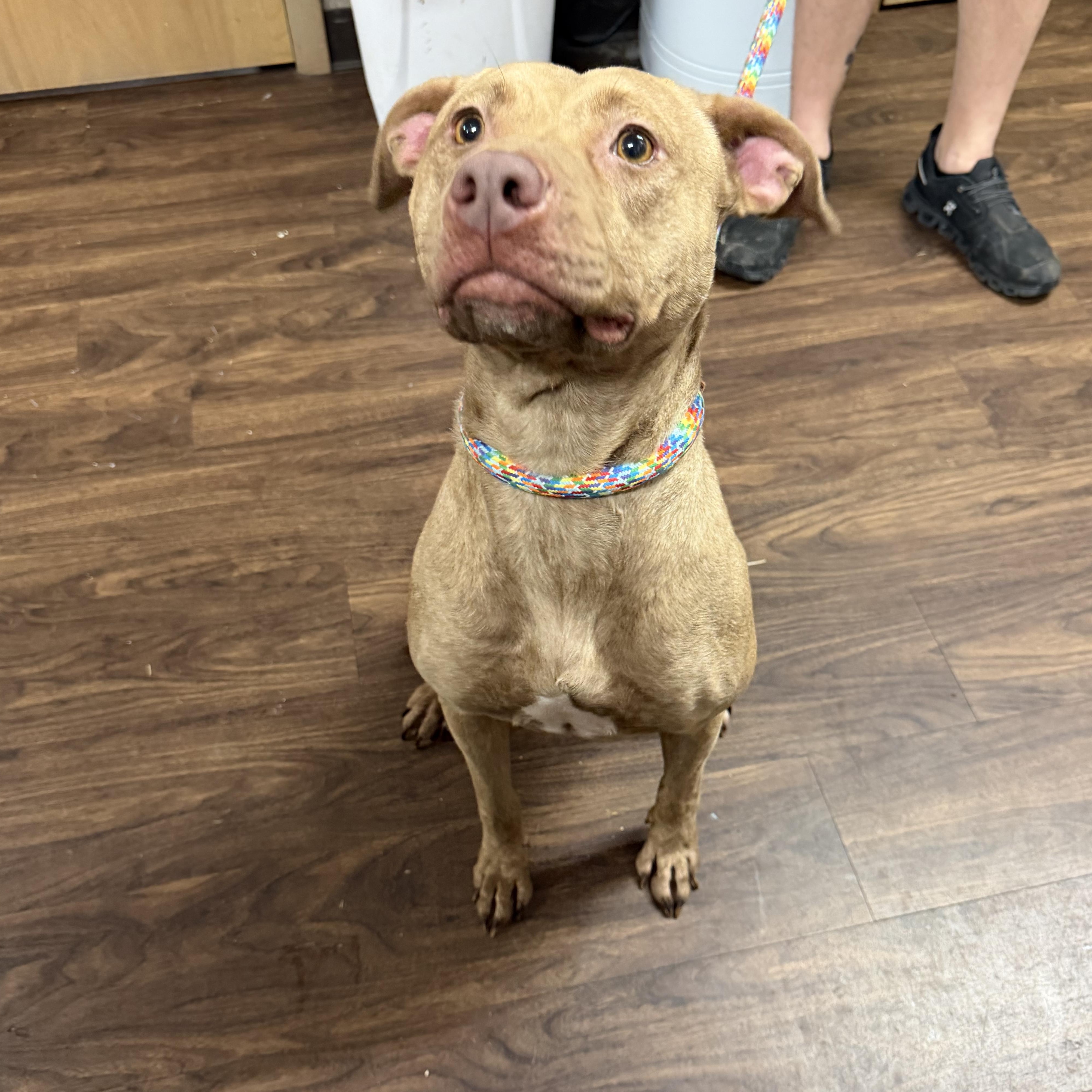 Enlarge Caroline, a ADOPTABLE mixed breed in Albemarle, NC image 3/4
