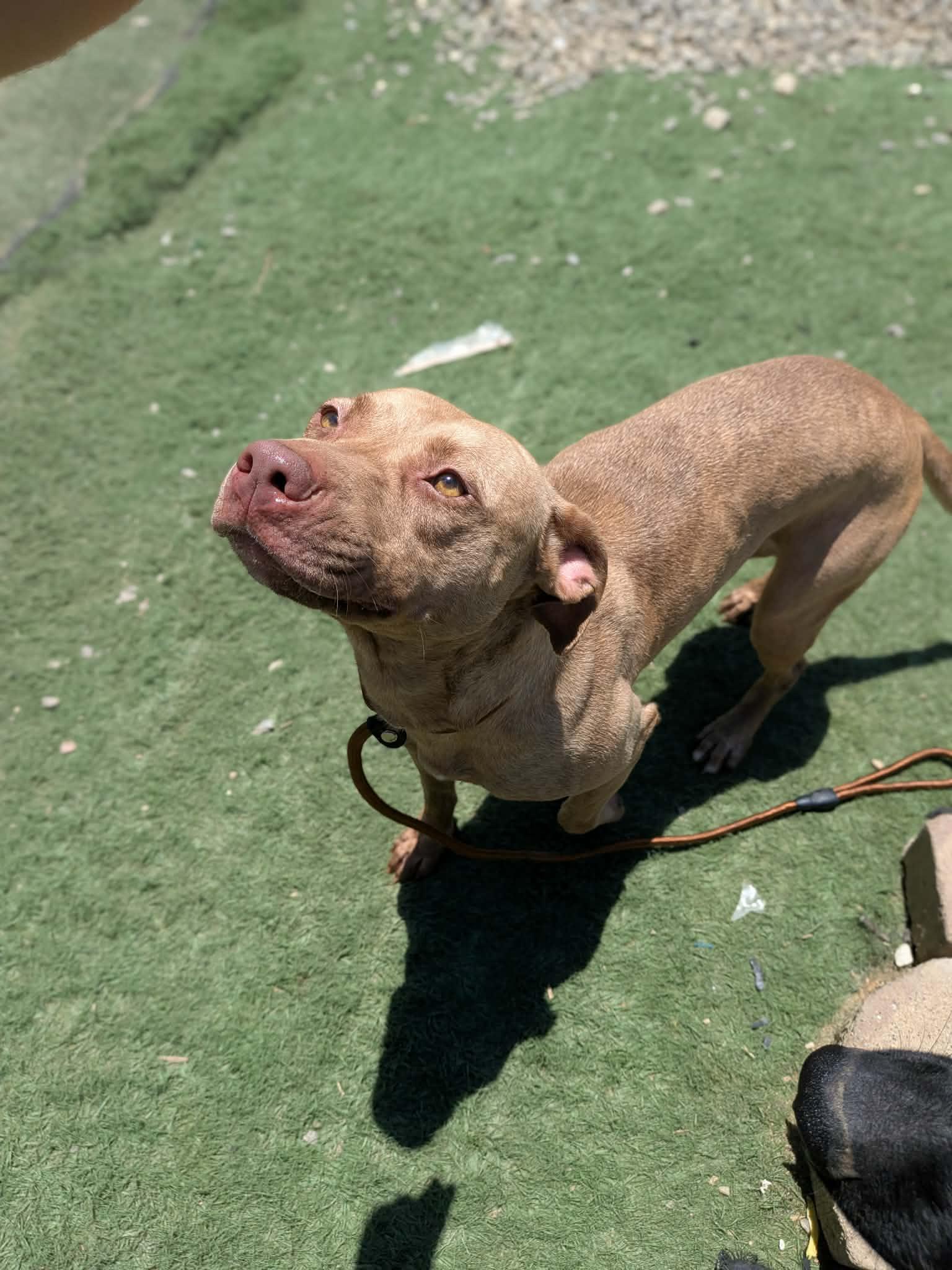 Enlarge Caroline, a ADOPTABLE mixed breed in Albemarle, NC image 1/4