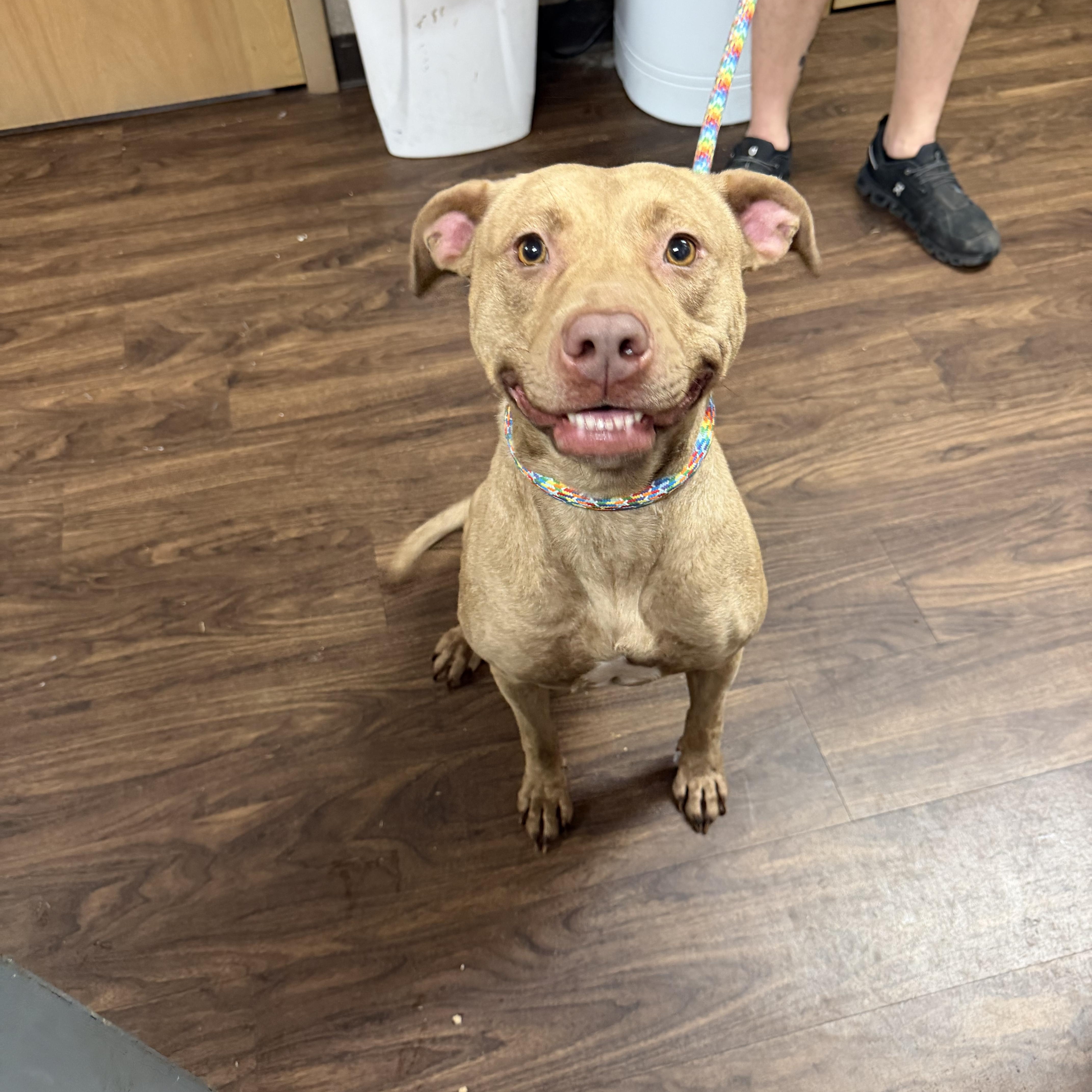 Enlarge Caroline, a ADOPTABLE mixed breed in Albemarle, NC image 2/4