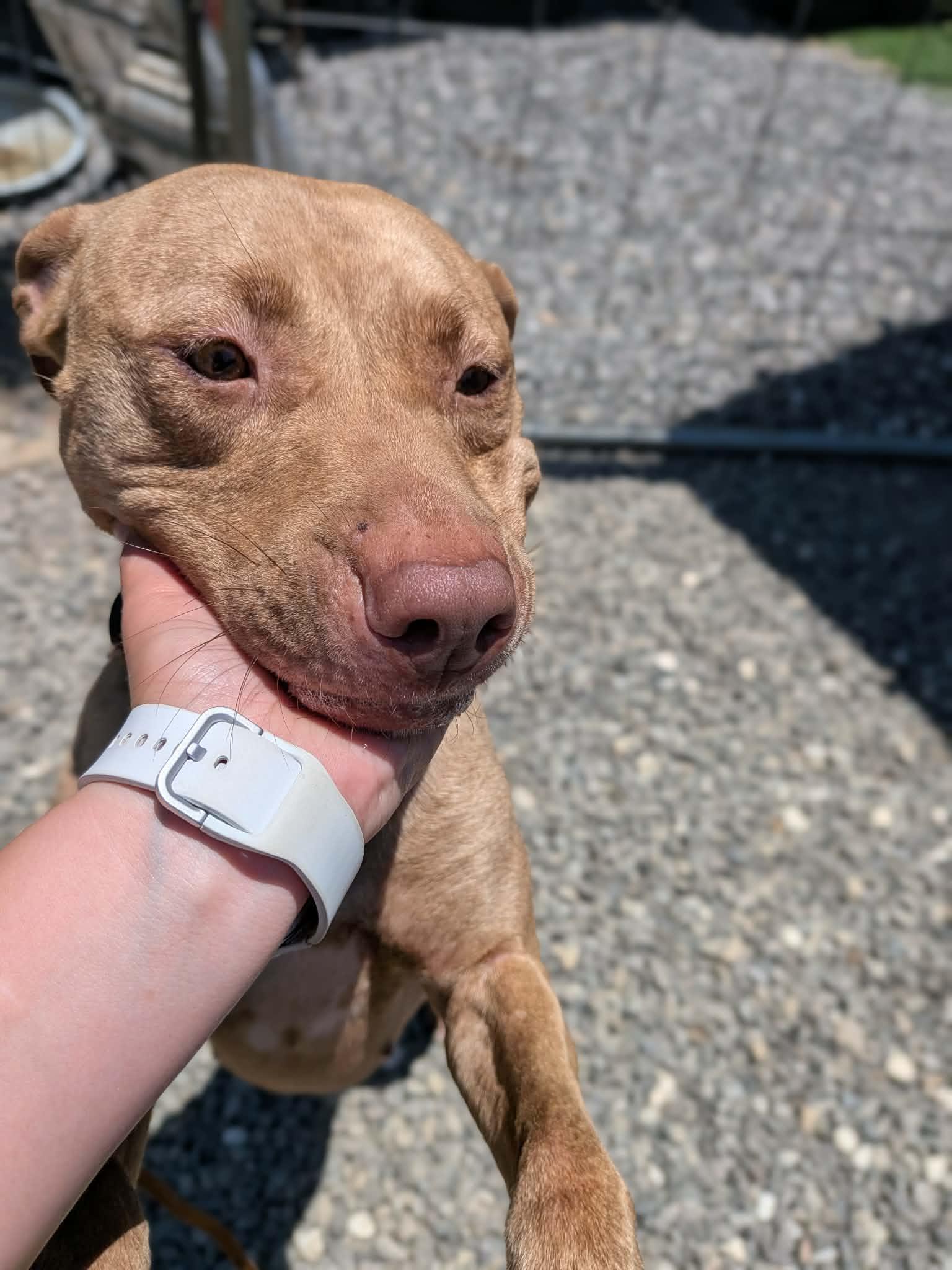 Enlarge Caroline, a ADOPTABLE mixed breed in Albemarle, NC image 4/4