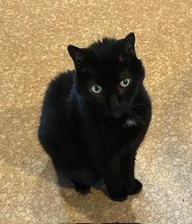 Enlarge Blackie, a Adoptable Domestic Short Hair in Norwood, MA image 1/1