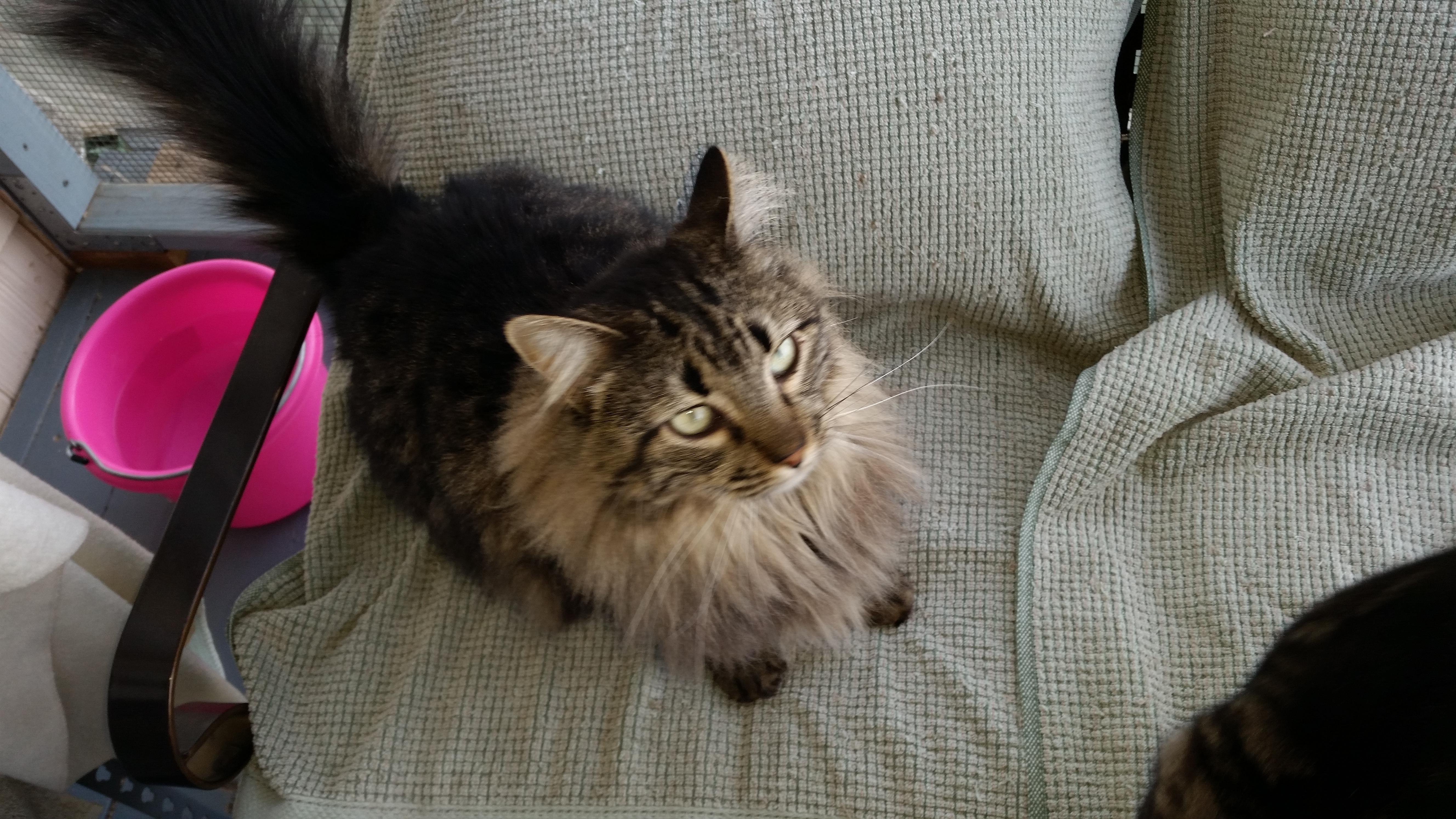 Fluffy photo 1