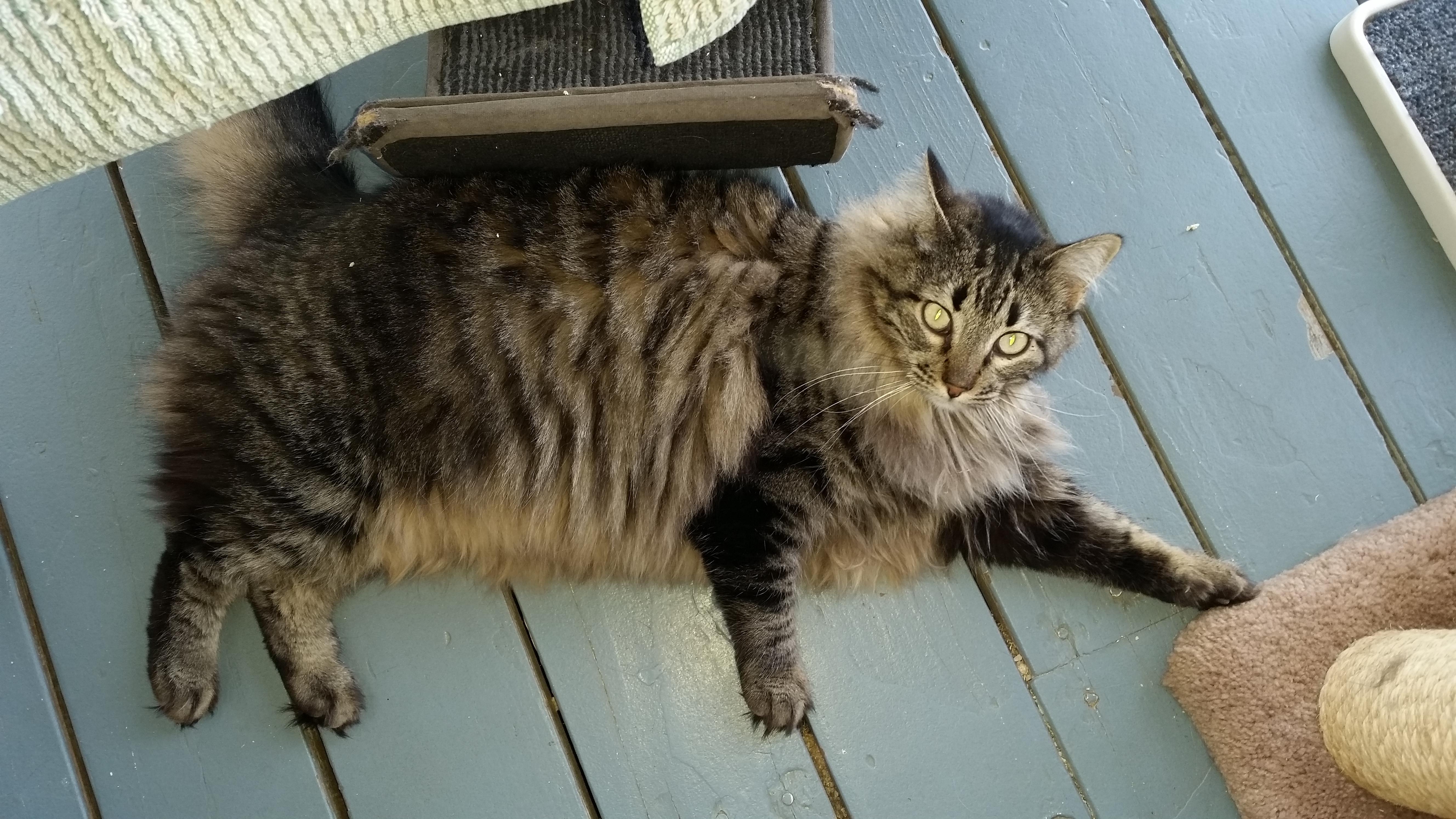 Fluffy, a Adoptable mixed breed in Valley Center, CA image 2/6