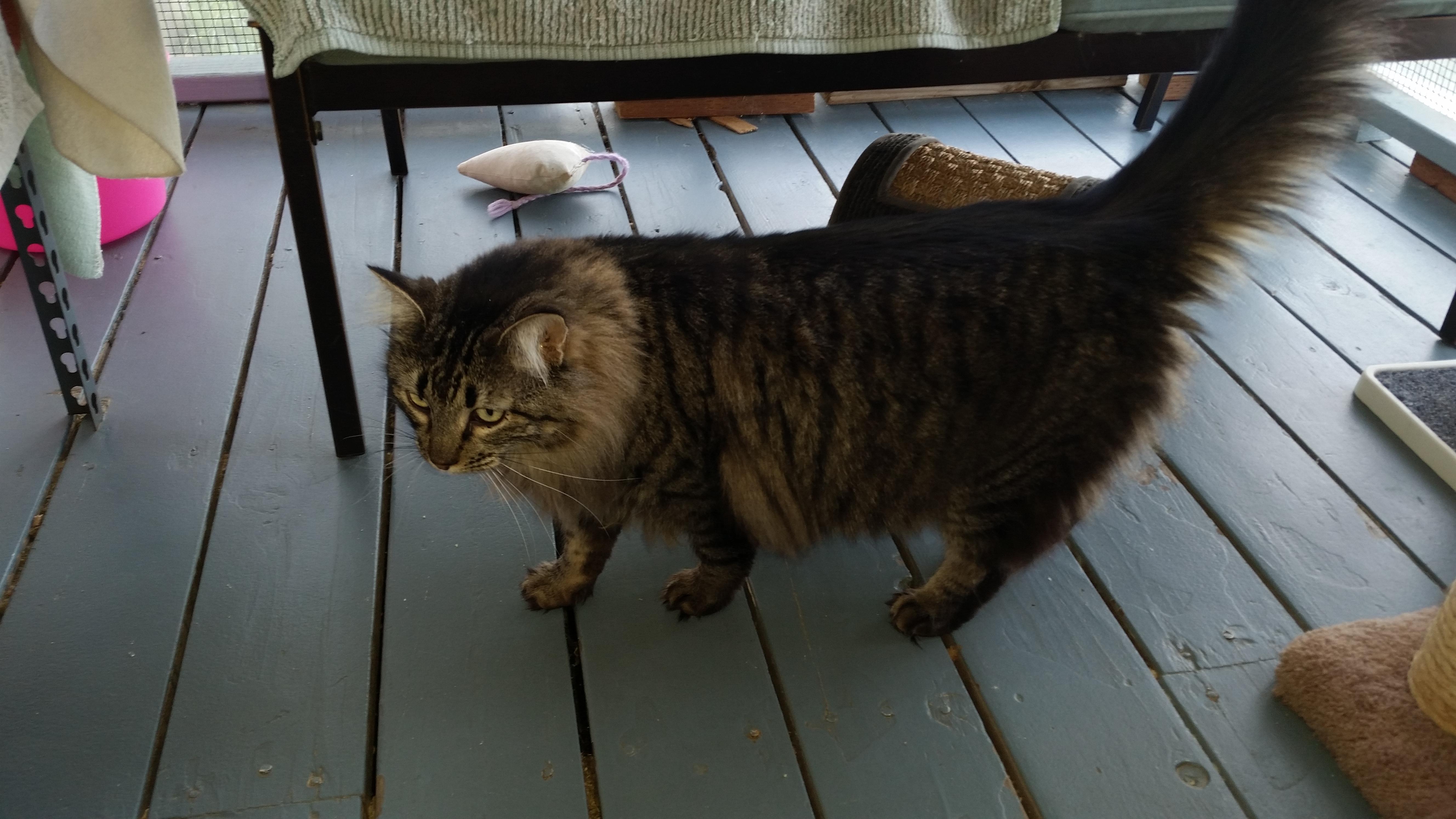 Fluffy, a Adoptable mixed breed in Valley Center, CA image 3/6