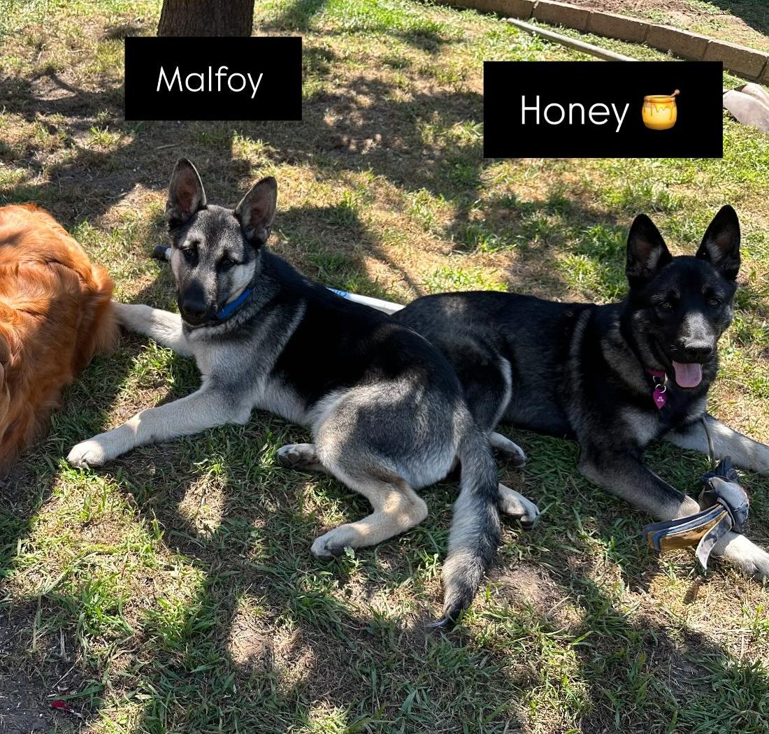 Enlarge Honey, a Adopted German Shepherd Dog in torrance, CA image 1/4