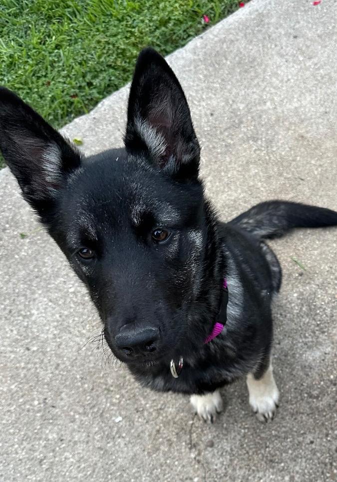 Enlarge Honey, a Adopted German Shepherd Dog in torrance, CA image 2/4