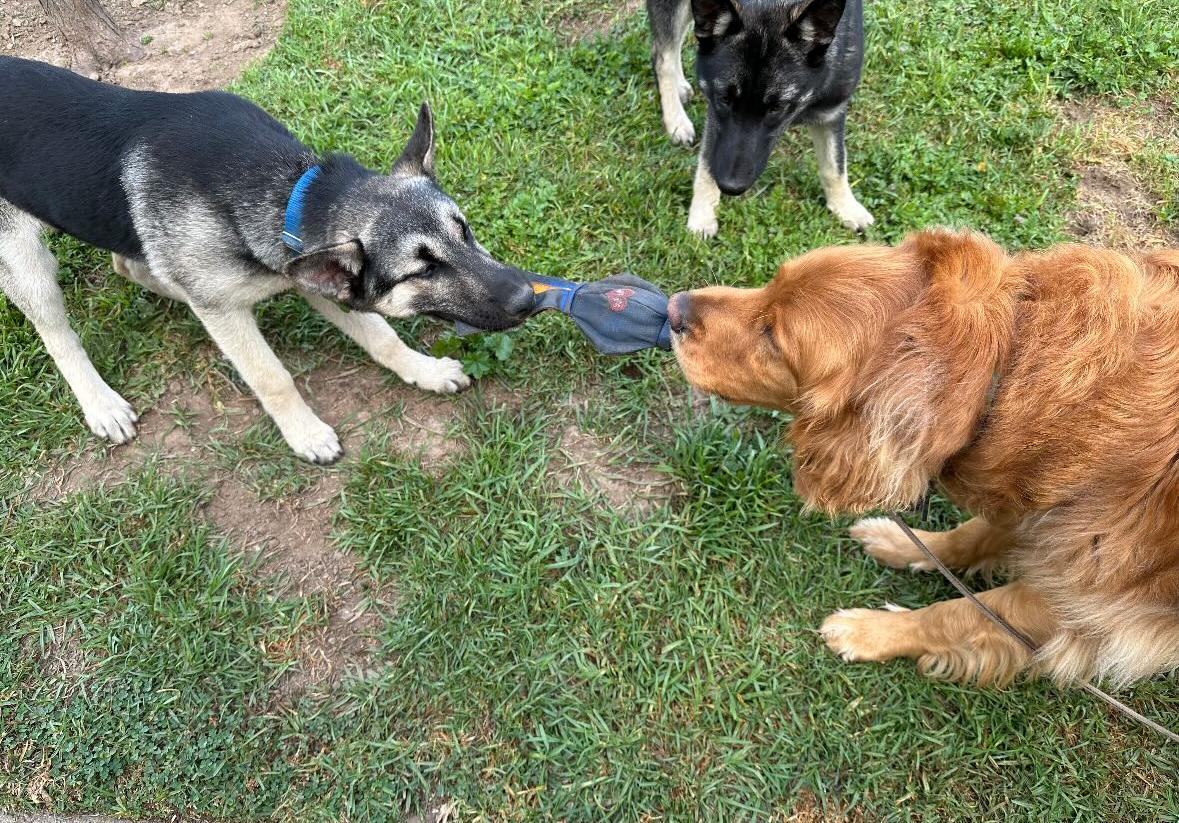 Enlarge Honey, a Adopted German Shepherd Dog in torrance, CA image 4/4