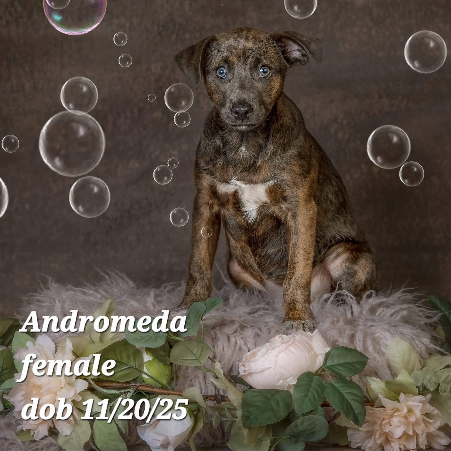 Enlarge Andromeda, a ADOPTABLE mixed breed in Concord, CA image 1/2