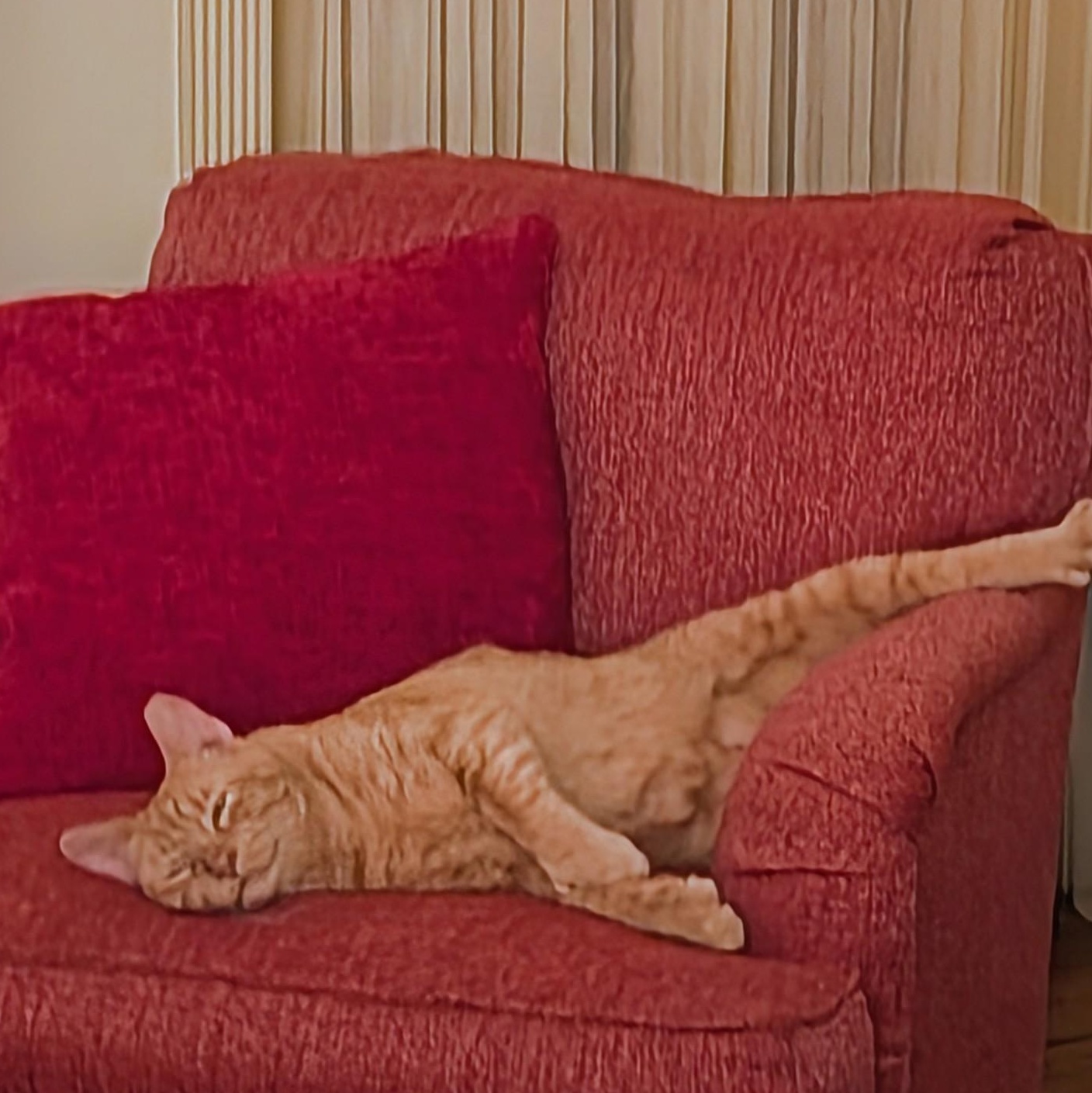 Enlarge Leo... with toes to spare, a Adoptable Domestic Short Hair in Cat Spring, TX image 4/6