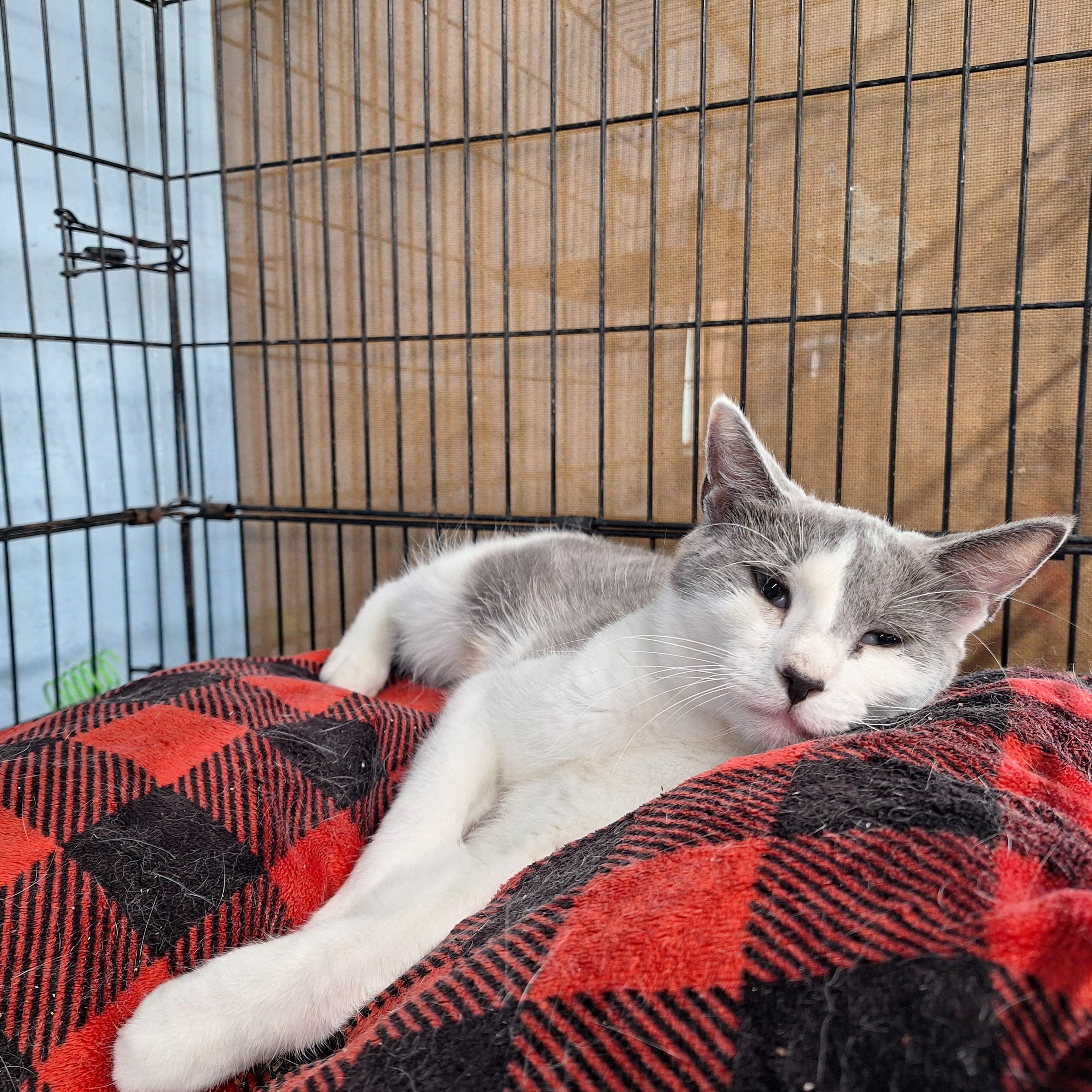 Penny Lane, a ADOPTABLE Domestic Short Hair in Clarinda, IA image 2/2