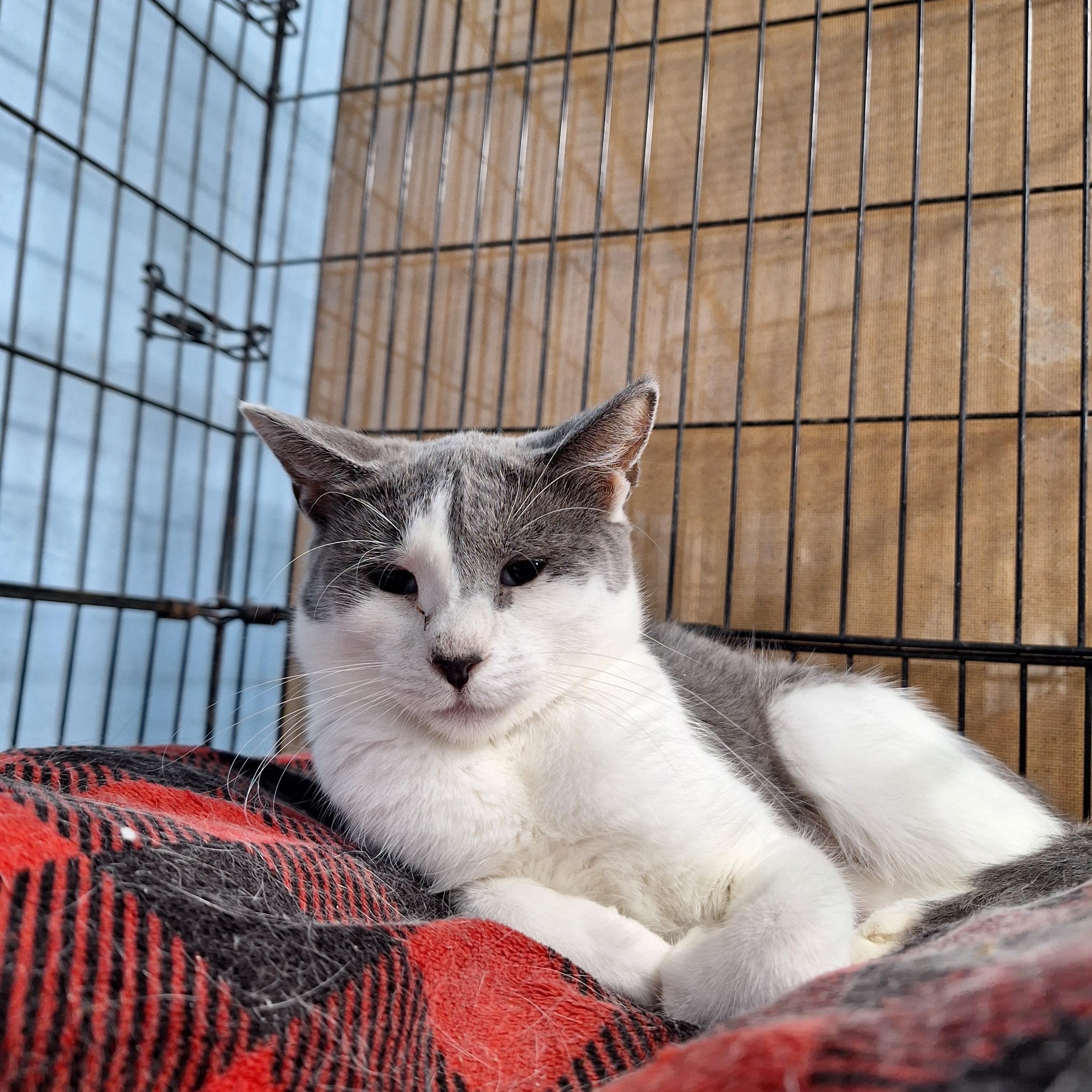 Enlarge Penny Lane, a ADOPTABLE Domestic Short Hair in Clarinda, IA image 3/3