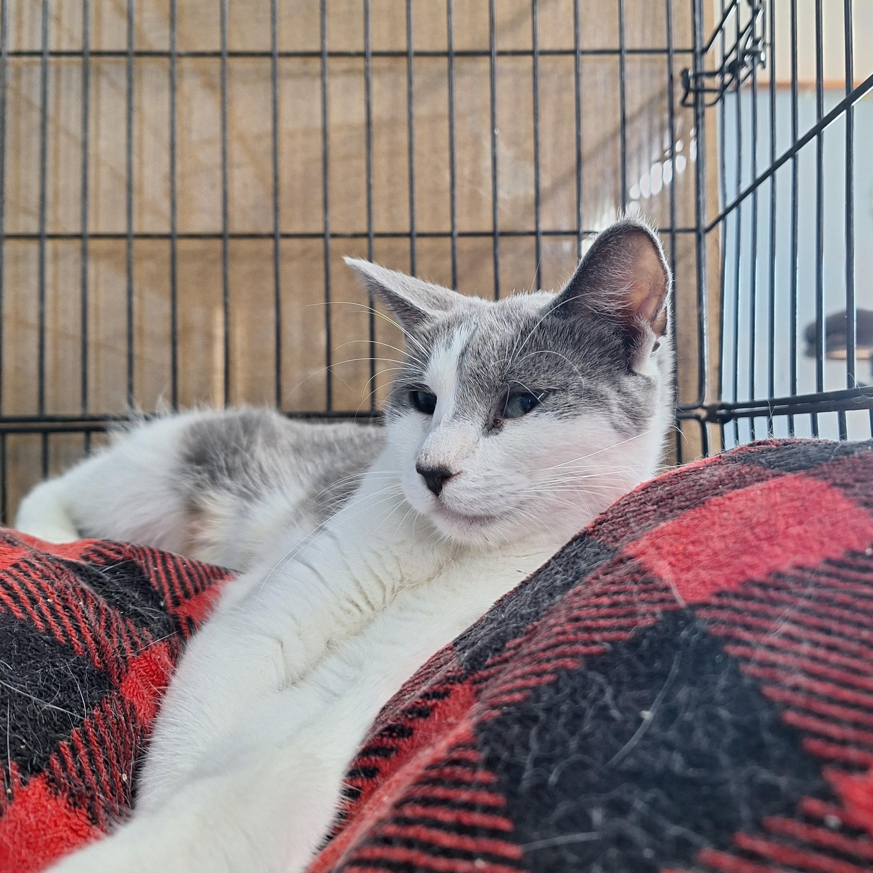 Penny Lane, a ADOPTABLE Domestic Short Hair in Clarinda, IA image 1/2